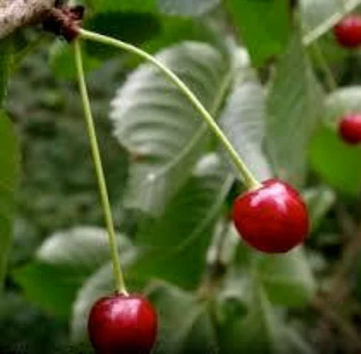 Black Cherry Tree Seeds - 10 Organic Seeds, Wild Black Cherry, Prunus serotina, Fast-Growing, Attracts Wildlife