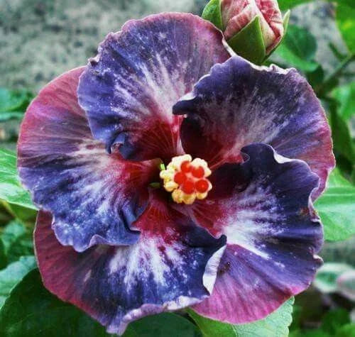 Hibiscus Flower Seeds - 20 Pack Blue Pink Purple Perennial - Hibiscus rosa-sinensis - Vibrant Garden Blooms
