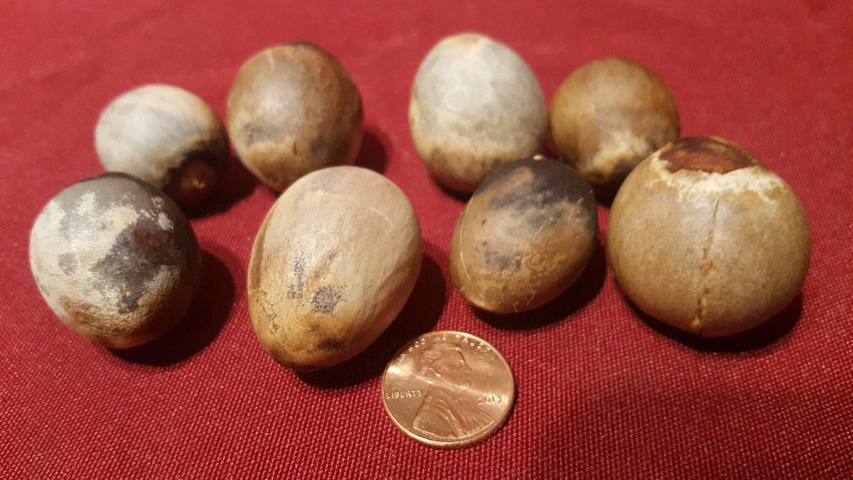 California Avocado Seeds 8 Pack - Persea americana - Grow Delicious Avocado Fruit Trees at Home
