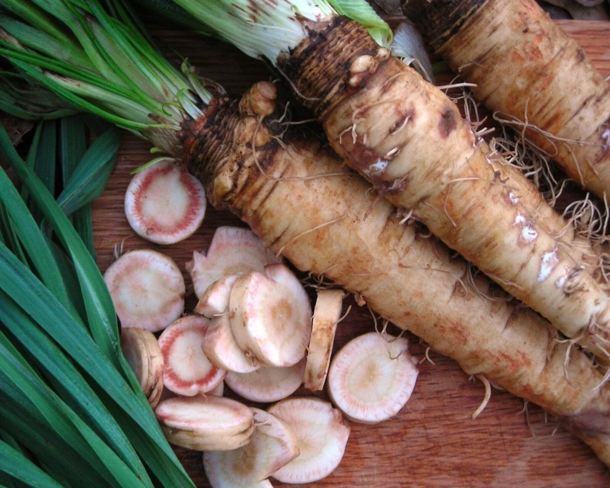 Mammoth Sandwich Island Salsify Seeds - NON-GMO Goatsbeard - Tragopogon porrifolius - Heirloom Vegetable Seeds