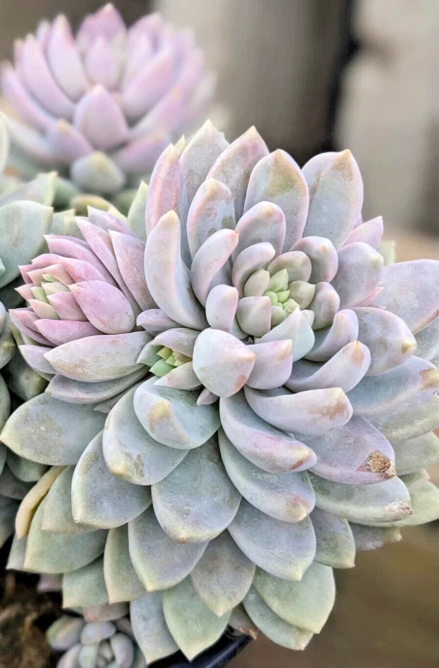 Rare Succulent Plant 2" Sedeveria 'Lilac Mist' Unique Hybrid Indoor Garden Collector's Item