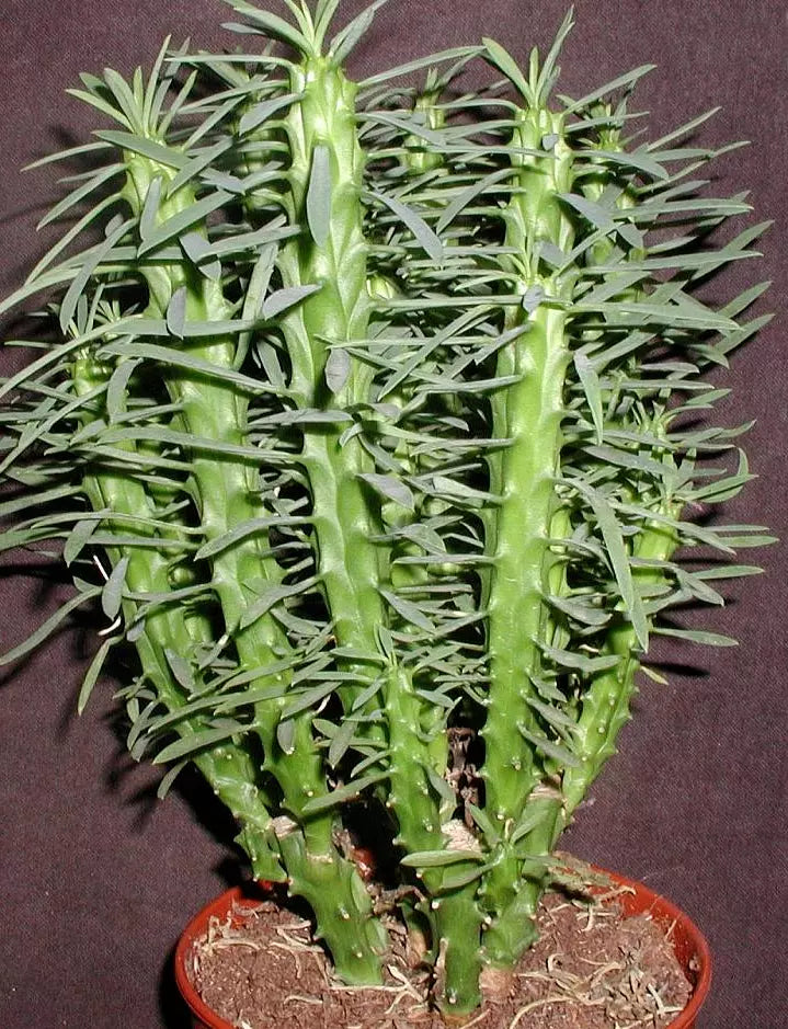 Euphorbia Loricata Cuttings - 4" Rare Succulent - Drought-Tolerant Indoor/Outdoor Plant - Euphorbia loricata (2x Cuttings)