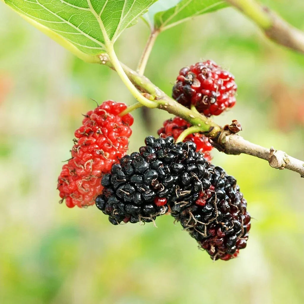 Mulberry Tree Cuttings - 12 Unrooted Cuttings for Rooting and Grafting - Morus spp. - Perfect for Home Gardening and Fruit Production