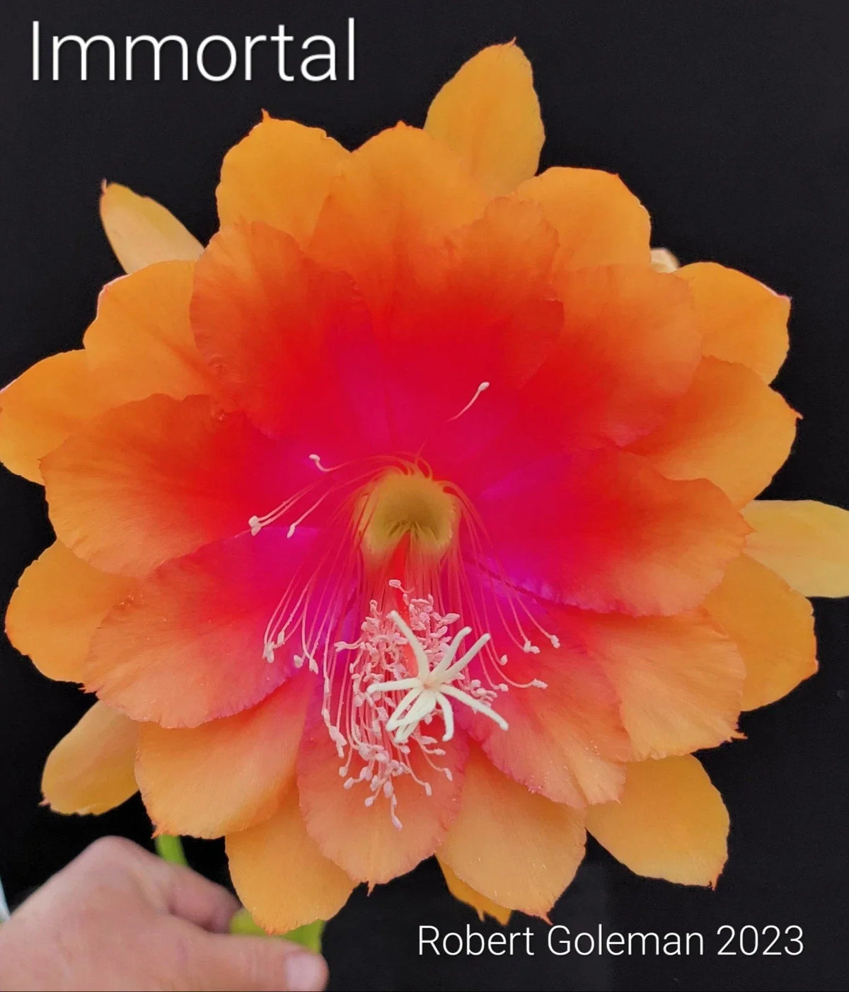 Epiphyllum 'Immortal' Unrooted Cutting - Rare Orchid Cactus - Unique Houseplant for Propagation - Epiphyllum spp.