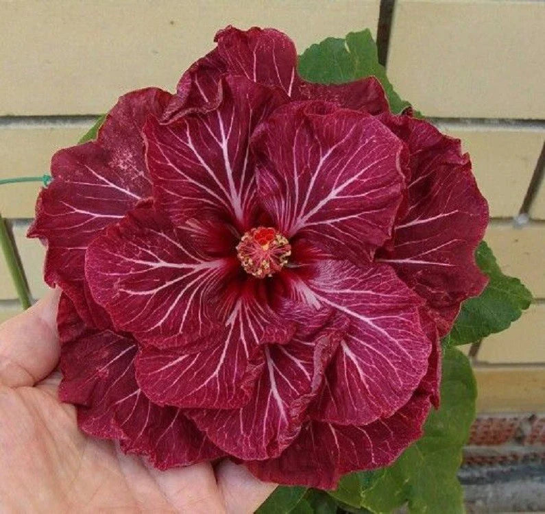 Double Dark Pink Hibiscus Seeds - 20 Perennial Flower Seeds - Hibiscus rosa-sinensis - Hardy Garden Flowers