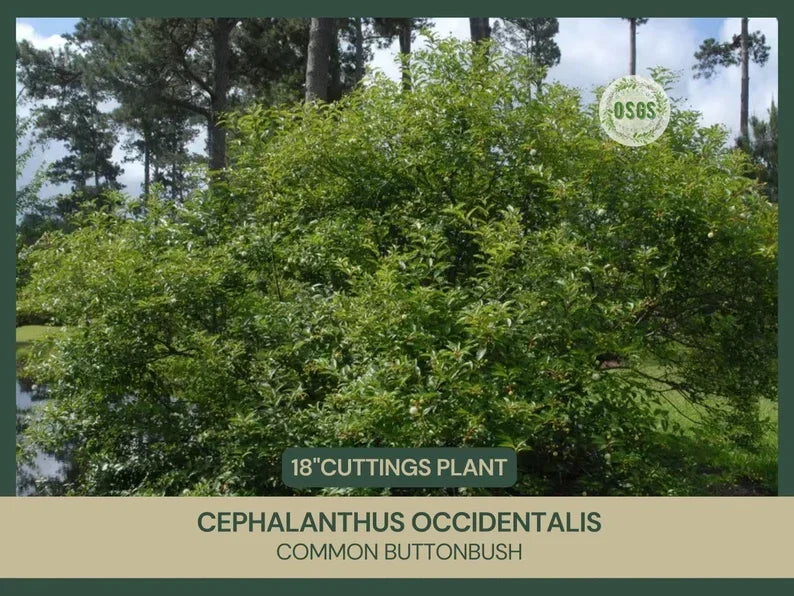 Buttonbush Cuttings 18" Fresh Cephalanthus occidentalis Native Plant - Sustainable Gardening, Attracts Wildlife, Hardy Shrub