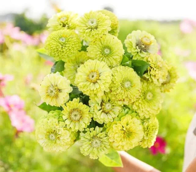 Zinnia Seeds for Planting 100 Seeds Green Envy Zinnia elegans - Unique Green Flowers for Gardens and Borders
