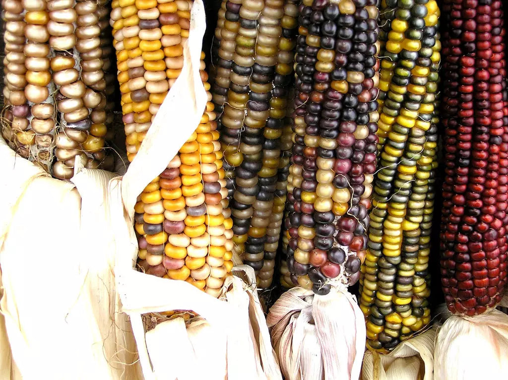 30 Seeds Indian Ornamental Corn Large Variety Zea mays Non-GMO for Garden Decor and Crafts