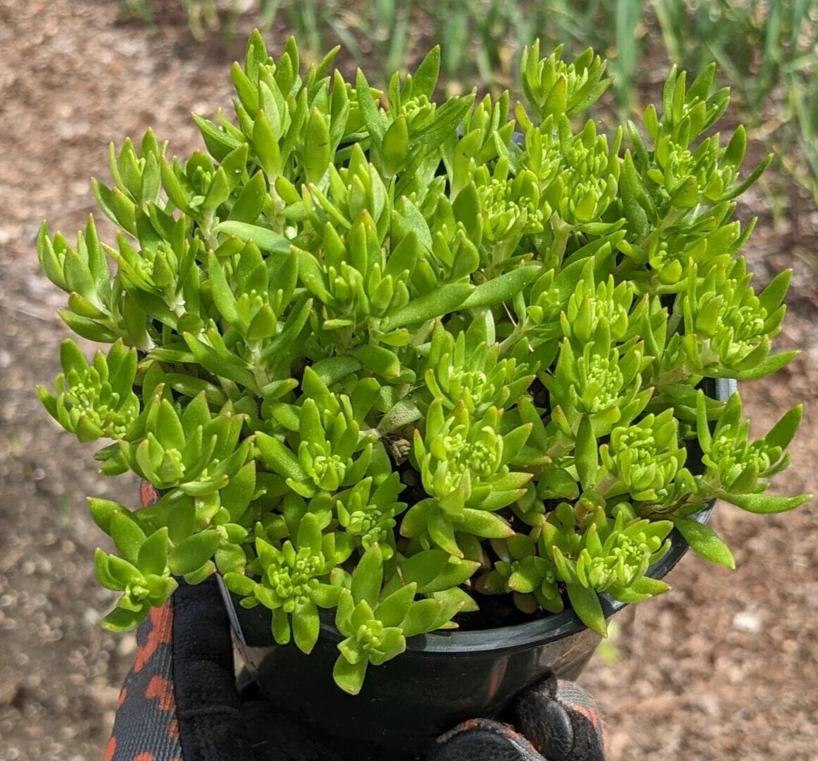 Angelina Sedum Plant - 1 Live Bare Root Succulent - Yellow-Green Ground Cover - Sedum rupestre 'Angelina' - Drought Tolerant