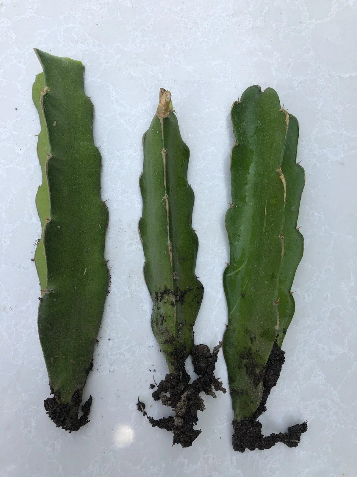 3pcs Live White Dragon Fruit Cuttings with Roots - Hylocereus undatus - Easy to Grow, No Pot Included