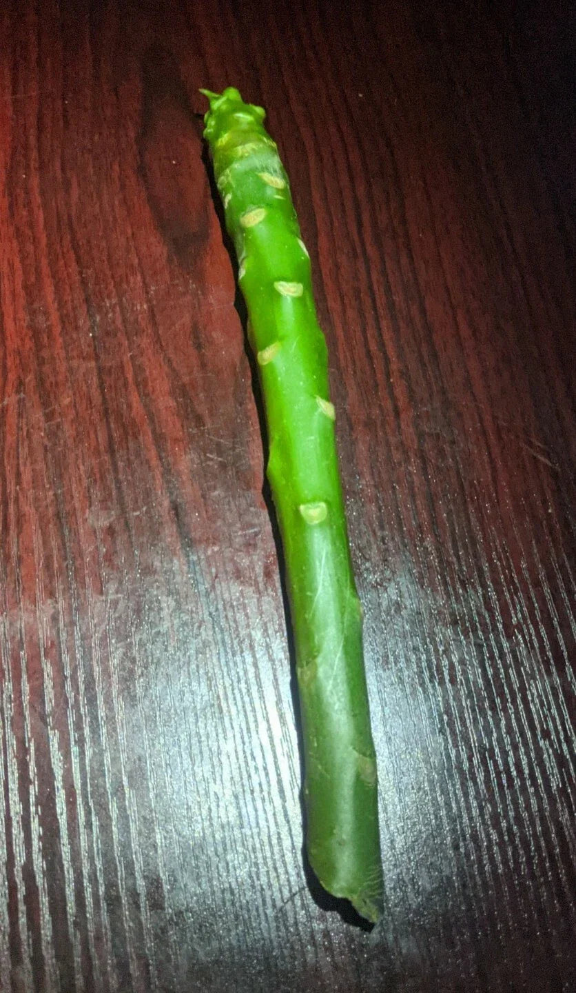 Plumeria Cuttings 8-12 inch White or Rainbow Varieties Frangipani Plumeria spp. Unrooted for Gardening and Propagation