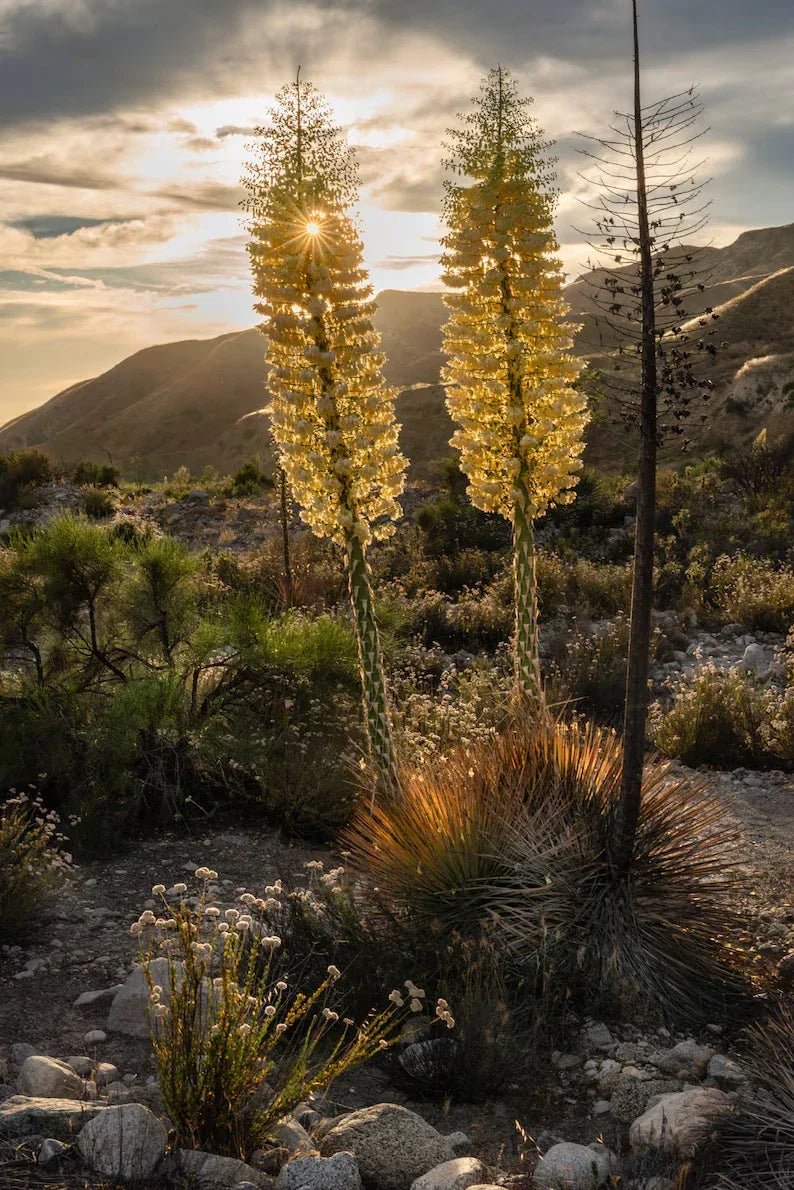 50 Our Lord's Candle Yucca Seeds, Chaparral Whipplei, USA Grown, Drought-Tolerant Perennial, Free Shipping