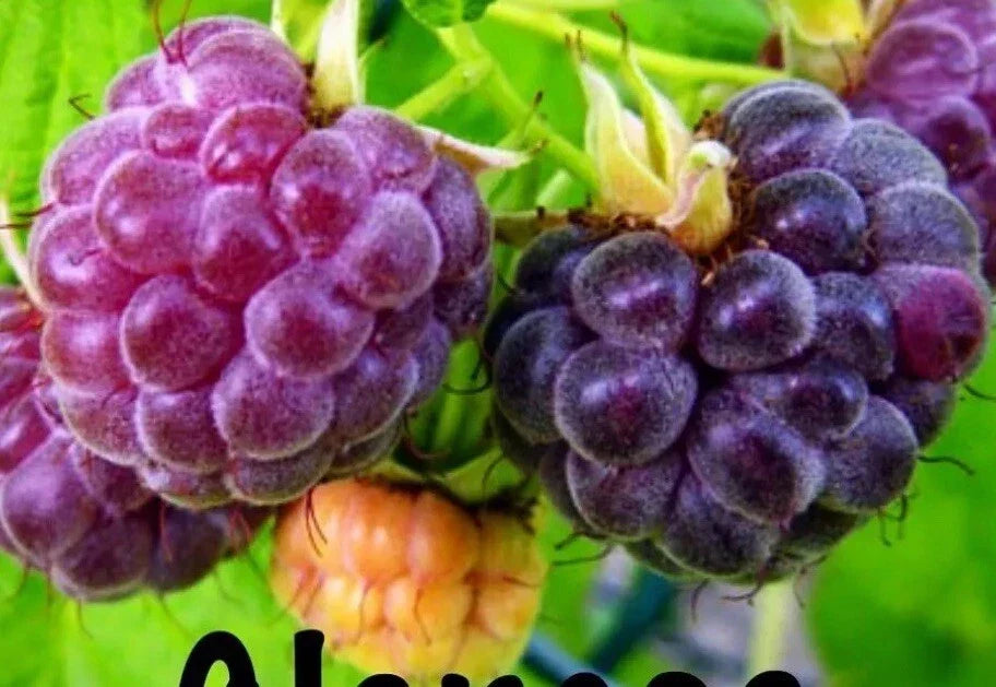 Glencoe Thornless Raspberry Plants 2 Pack Live Fruit Garden Plants Rubus idaeus 'Glencoe' Easy Harvesting Berry Bushes