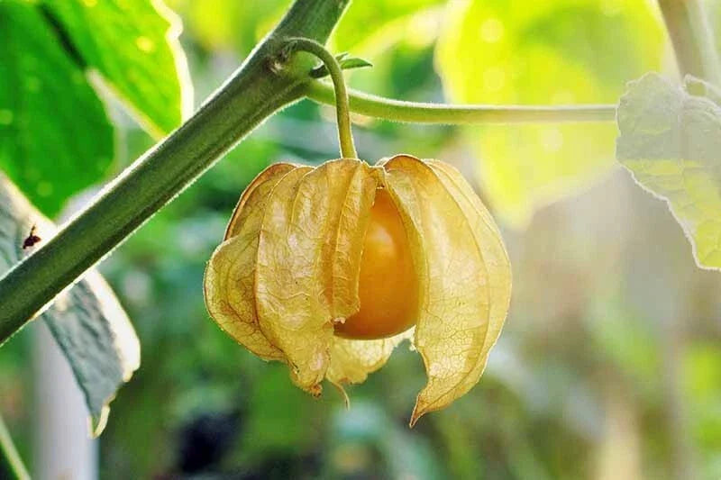 Ground Cherry Seeds - 100+ Heirloom Pineapple Flavor - Organic Non-GMO (Physalis Ixocarpa) Gardening Seeds for Home Garden