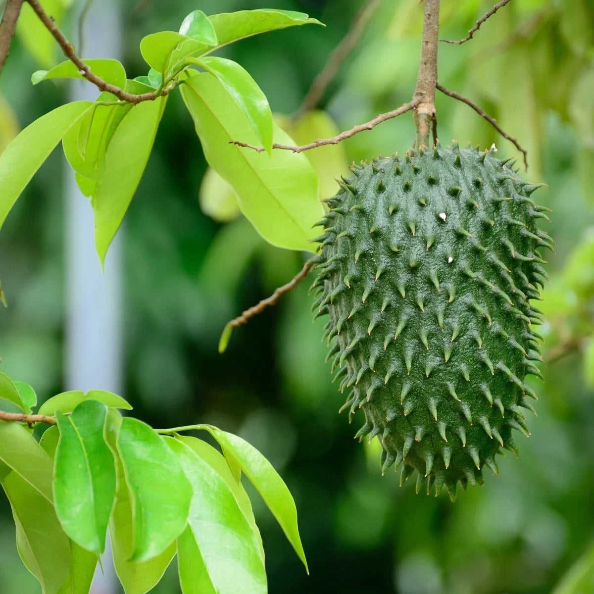Soursop Tree Live Plant 3-Inch Pot Annona muricata Tropical Fruit Plant for Garden or Indoor Growing