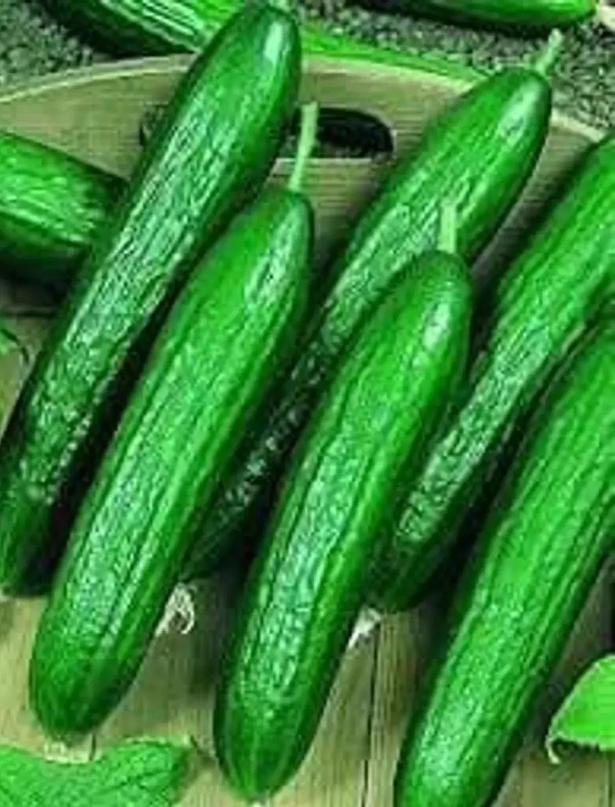 Beit Alpha Cucumber Seeds - 200+ Organic Heirloom Non-GMO Cucumis sativus for Garden Vegetable Growing