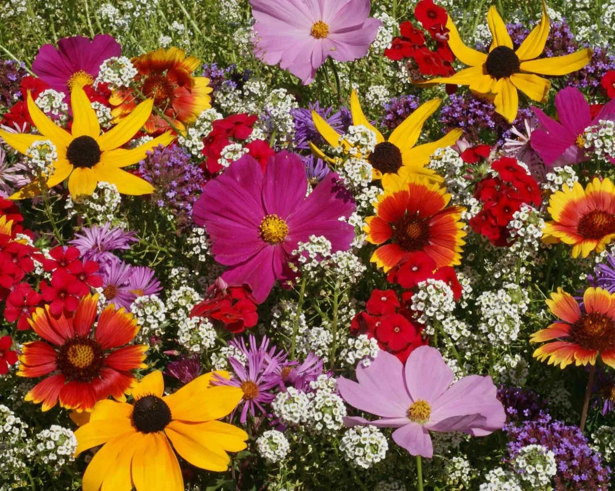 Butterfly Wildflower Mix Seeds - 500 Non-GMO Seeds - Includes Milkweed (Asclepias) for Attracting Butterflies