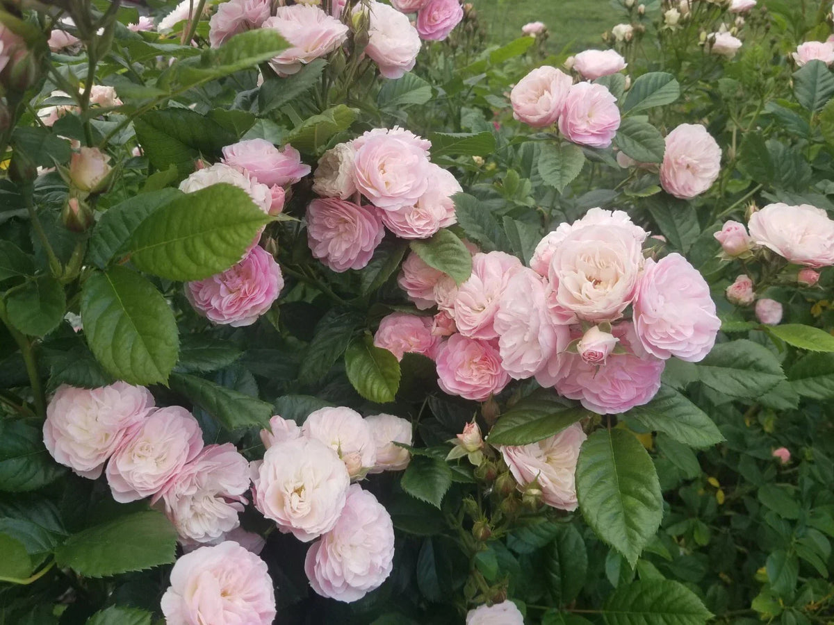 Unrooted Stem Cuttings - Bouquet Parfait Rose - Rosa 'Bouquet Parfait' - Fresh Cuttings for Gardening & Floral Arrangements