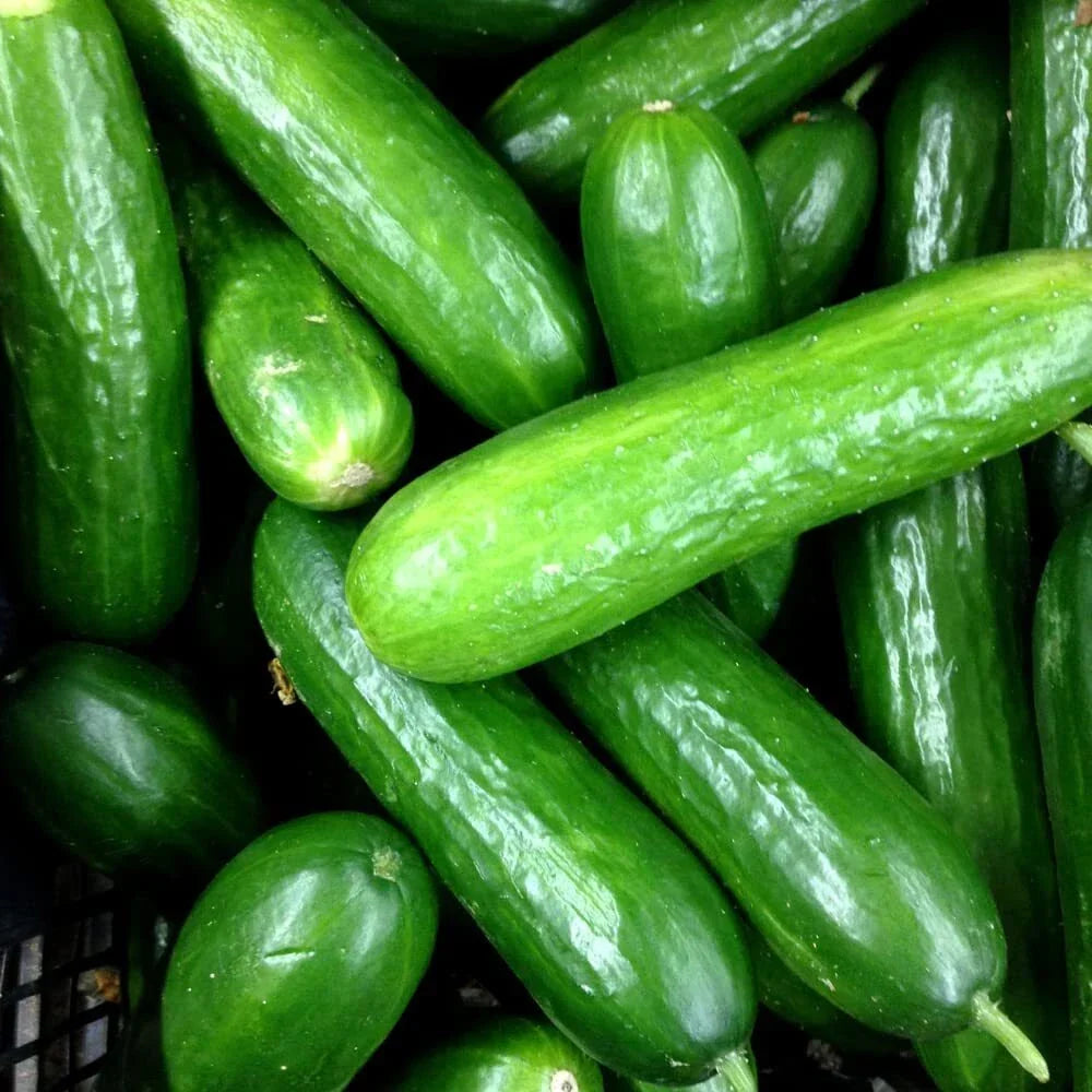 Eureka Cucumber Seeds, 50 Organic Heirloom Seeds, Cucumis sativus, Fast-Growing Garden Vegetable for Salads & Pickling