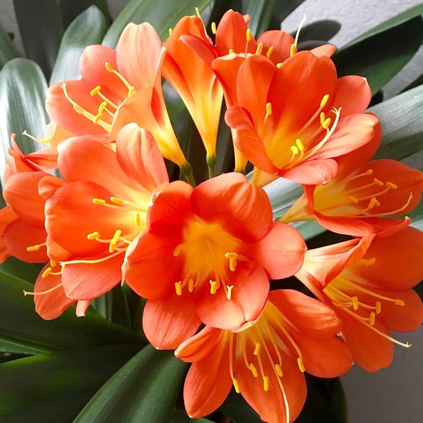 Live Clivia Miniata Plant - Large Orange Flowering Bush Lily - 1-4 Years Old, Well Rooted, Indoor/Outdoor Houseplant