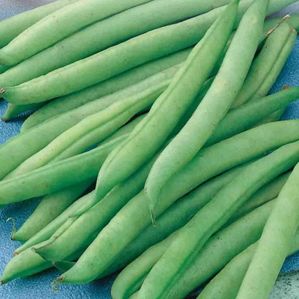 Green Bean Seeds - Greencrop Variety - Non-GMO Fresh Seeds - Phaseolus vulgaris - 100 Seeds Per Packet - Easy to Grow
