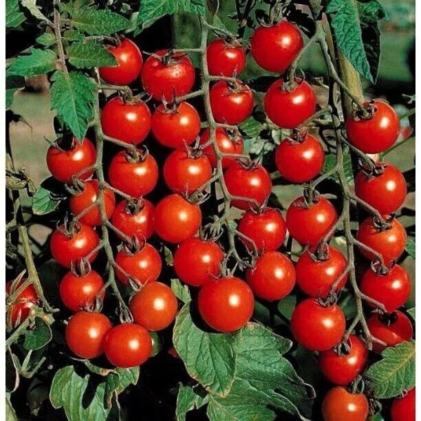 Small Cherry Tomato Seeds - 50+ Heirloom Organic Non-GMO - Rare Variety - Solanum lycopersicum - Perfect for Home Gardening