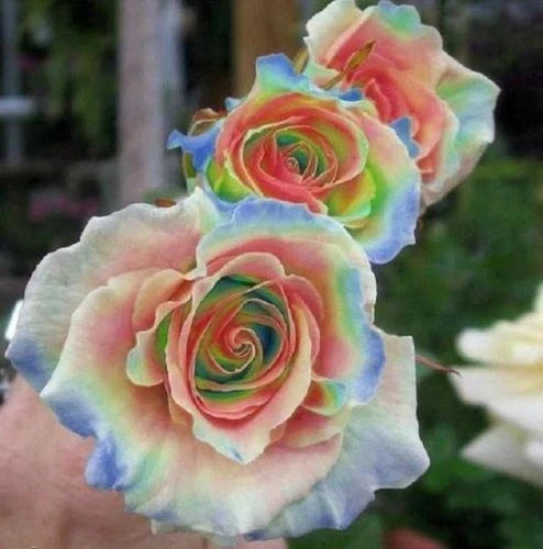 Rainbow Rose Seeds - 10 Perennial Flower Seeds - Multicolored Blooms - Rosa spp. - Easy to Grow - US Seller