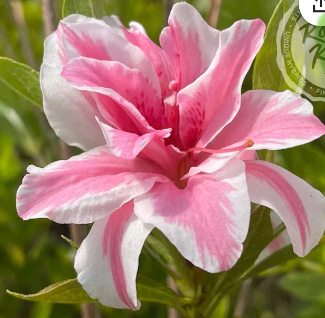 Azalea Starter Plant 4-Inch Sugar and Spice Variety Rhododendron 'Sugar and Spice' Rare Fragrant Flowers for Gardens