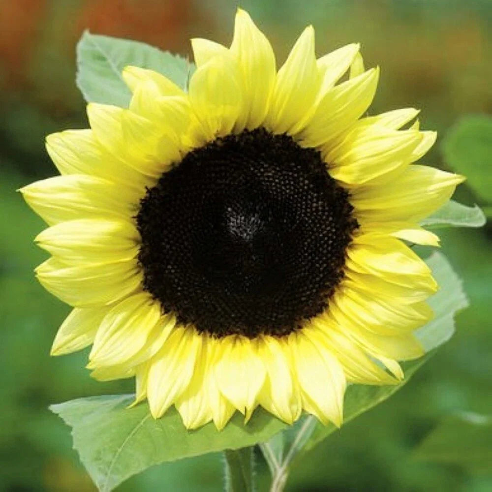 Lemon Queen Sunflower Seeds | Pack of 50 | Light Yellow | Helianthus Annuus | Non-GMO, Attracts Pollinators