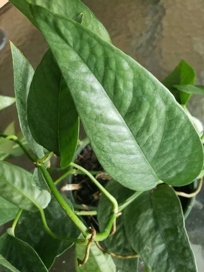 Cebu Blue Pothos Plant - 4" Pot - Easy Care Climbing Philodendron - Epipremnum Pinnatum - Unique Silvery-Blue Foliage