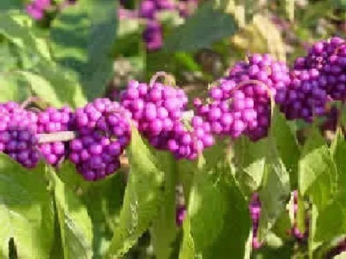 American Beauty Berry Seeds - 25 Count - Callicarpa americana - Vibrant Purple Berries for Native Plant Gardening