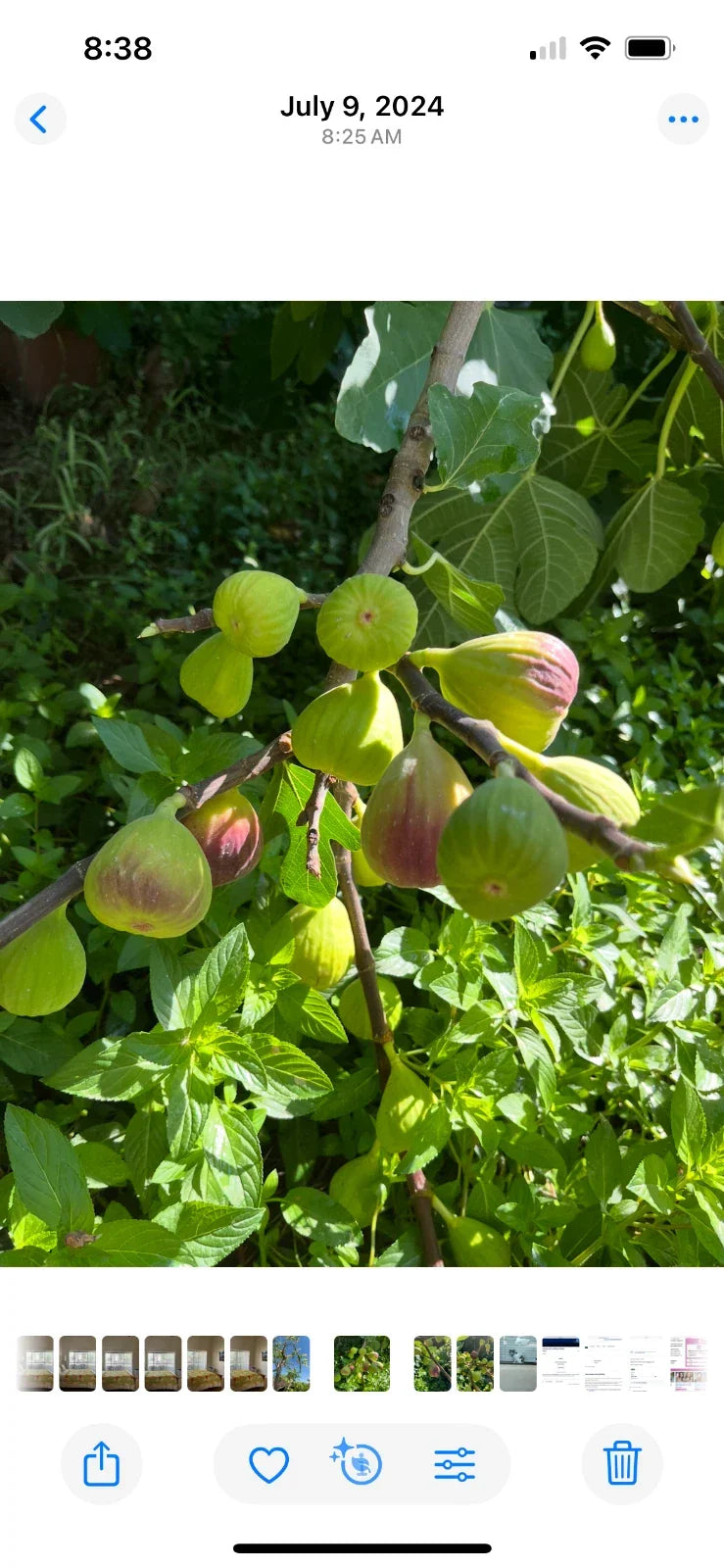 Brown Turkey Fig Cuttings - 5 Pieces, 8-9 Inches, 4 Nodes - Ficus carica for Home Gardens and Container Planting
