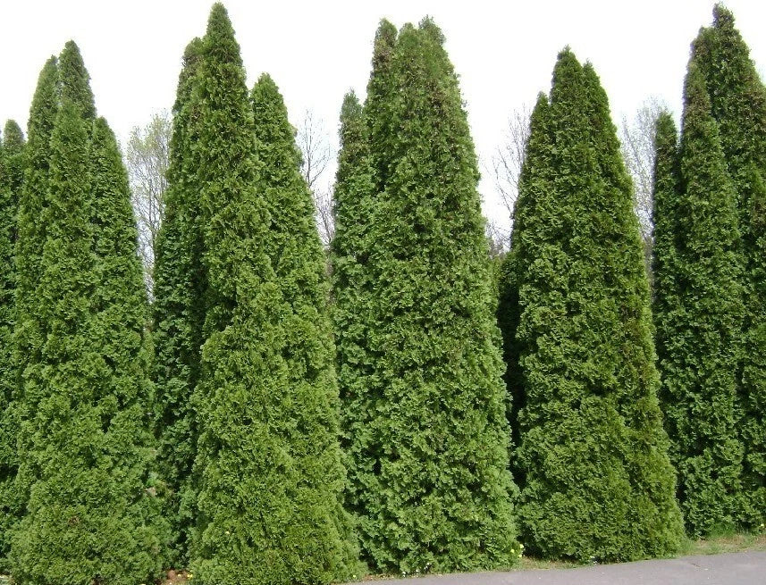 Thuja Tree Seeds - 50 Count Bulk - White Cedar Arborvitae (Thuja occidentalis) - Fast Growing Privacy Hedge Seeds