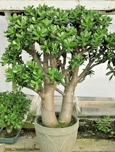 Crassula Ovata Succulent Plant - 2in Pot - Jade Plant - Low Maintenance Indoor Houseplant - Live Green Decor - Crassula ovata