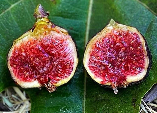 Cold Hardy Fig Trees Starter Set - 3 Plants: Olympian, Yellow Long Neck, Fignomenal - Ficus carica