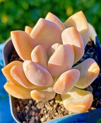 Rare Graptophytum Supreme Succulent Baby Plant 1.5-Inch - Orange-Pink Color - ×Graptophytum 'Supreme' - Bare Root