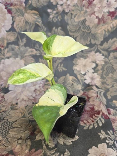 Manjula Pothos Live Plant 2 Inch Pot Variegated Heart-Shaped Leaves Epipremnum Aureum 'Manjula' Indoor Houseplant