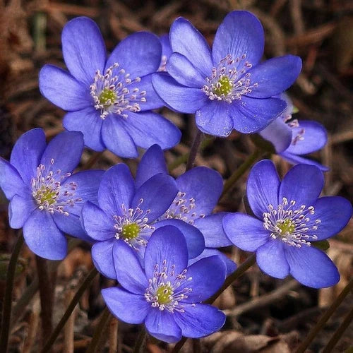 Hepatica Bare-root Plant Set of 5 | Anemone hepatica | Liverleaf Perennial for Spring Blooms | Woodland Flower