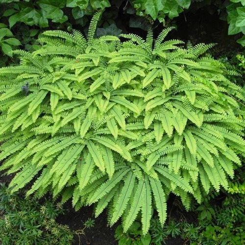 Northern Maidenhair Fern Bare-root 5 Pack - Adiantum pedatum - Delicate Fronds & Black Stems - Ideal for Shady Gardens
