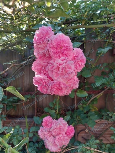 Heirloom 7 Sisters Pink Rambler Rose Bush Live Plant - Organic Bare Root Climbing Rose (Rosa multiflora) - Fast Growing