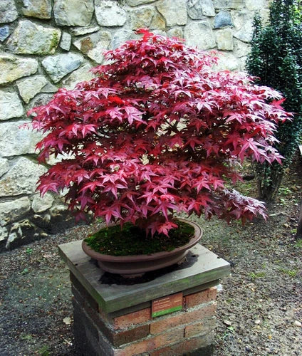 Live Japanese Maple Plant - 4" Bloodgood - Red/Green Foliage - Acer palmatum 'Bloodgood' - Well Rooted for Easy Planting