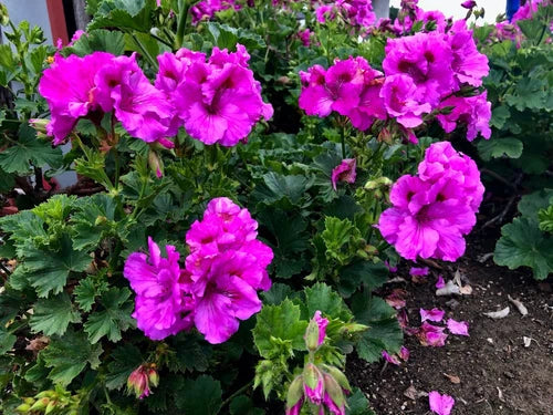 Purple Pelargonium Regal Geranium Cuttings - 6" Live Plant, Lavender Purple Blooms, Pelargonium x domesticum - 3 Pack