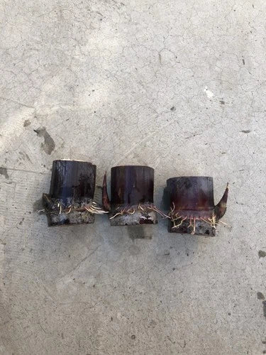 Rooted Sugar Cane Cuttings - 3 Pcs Dark Purple Variety - Sweet & Juicy - Saccharum officinarum