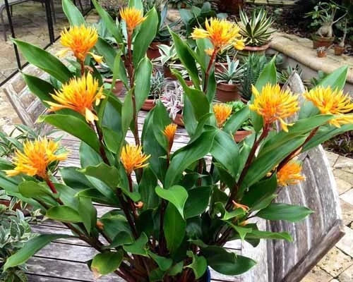 Golden Brush Dwarf Ginger Plant - 4-Inch Rooted Starter - Burbidgea schizocheila - Tropical Indoor/Outdoor Foliage