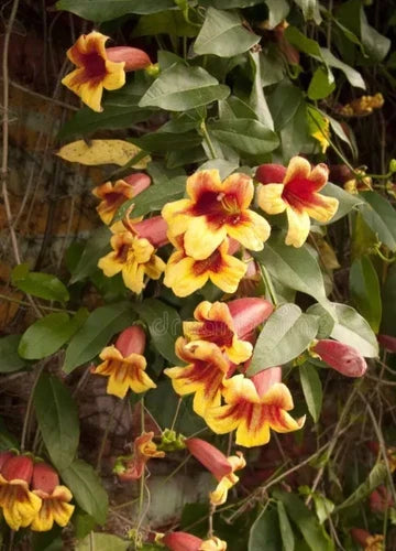 Golden Crossvine Plant Bare Root - Hardy Climbing Vine with Golden Flowers - Bignonia capreolata for Trellises and Fences