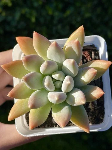 Rare Succulent 2.75-Inch Pachyphytum 'Moon Silver' Live Plant - Rooted with Powdery Pastel Foliage - Pachyphytum oviferum