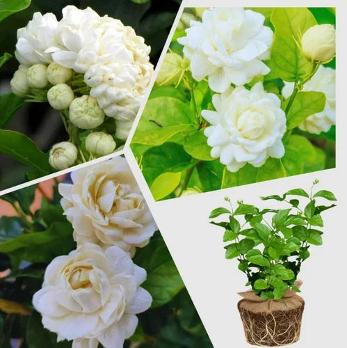 Jasmine Starter Plant 4-6" Duke of Tuscany (Jasminum sambac) - Well-Rooted, Easy Transplanting, Fragrant Blooms