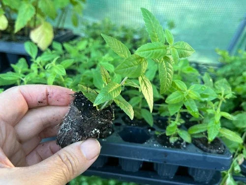 Lemon Verbena Starter Plant Plug 1.23" Aloysia citriodora Fresh Culinary Herb for Gardening & Aromatherapy