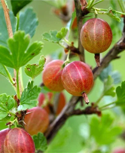 Dormant Jahns Prairie Gooseberry Live Starter Plant, Edible Shrub, Self-Pollinating Ribes hirtellum, Hardy Zones 3-8, Reddish Pink Berries