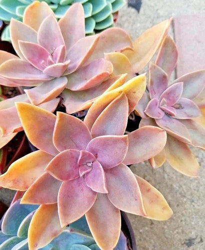 Rare Succulent Live Plant 5-Inch Graptoveria 'Fred Ives' Graptopetalum paraguayense × Echeveria gibbiflora Garden Decor